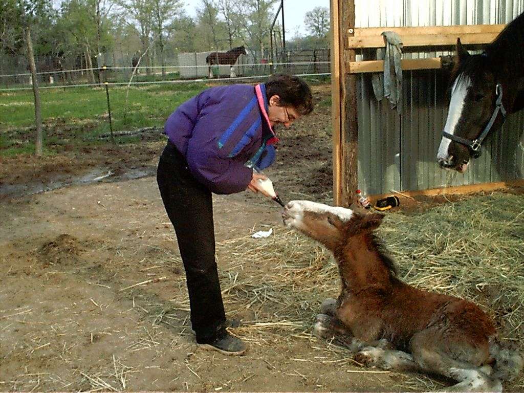 Die Gelbe Rose Clydesdales Foals